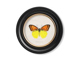 Yellow Tropical Butterfly Round Framed Picture