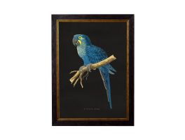 Hyacinthe Macaw 1884 Dark Framed Picture